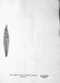 Puccinia dianthi image